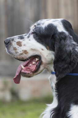 Setter işaretçi köpek