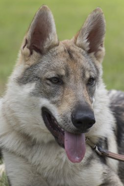 Çekoslovak Kurt köpek