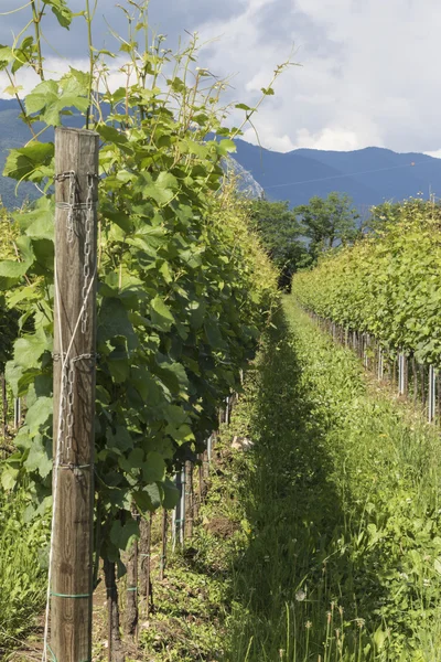 Vineyard in spring — Stock Photo, Image