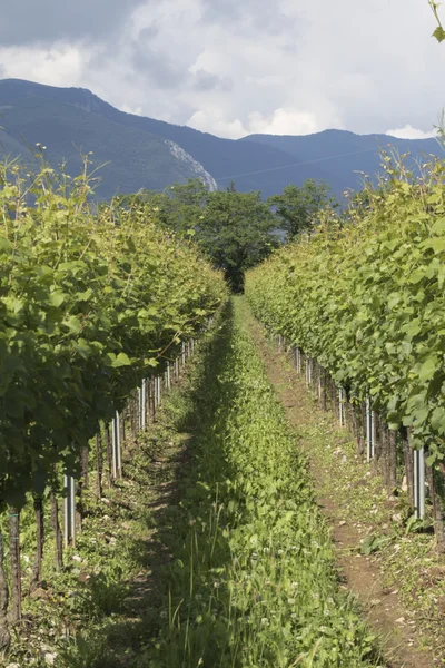 Vineyard in spring — Stock Photo, Image