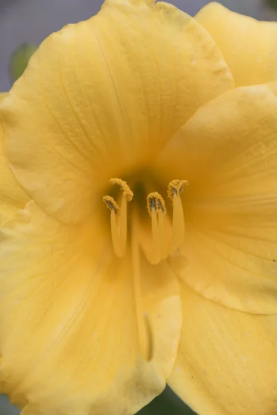 Flor en el jardín — Foto de Stock