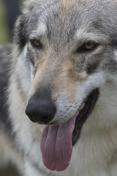 Tsjecho-Slowaakse wolf hond — Stockfoto