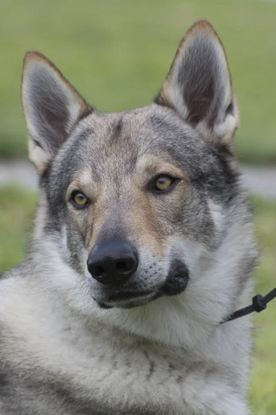 Chien loup tchécoslovaque — Photo