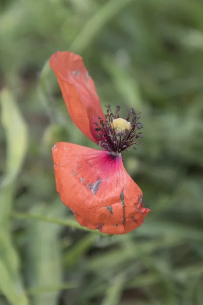 poppies on the rock