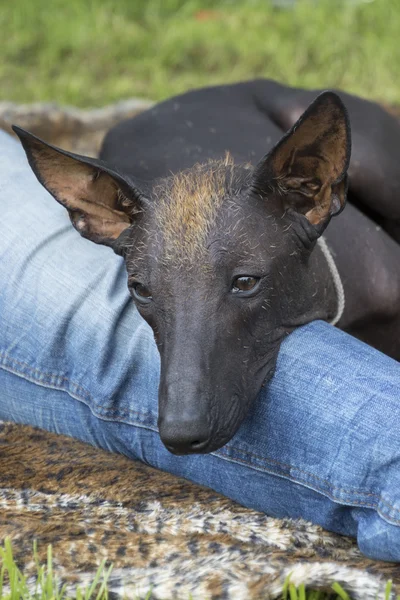 Mexican Hairless Dog