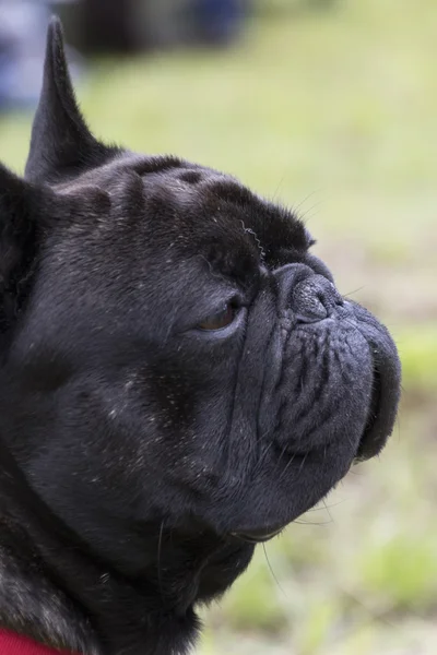 En söt bulldog hund — Stockfoto