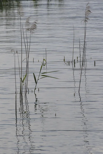 Wildflower on lake — Stock Photo, Image