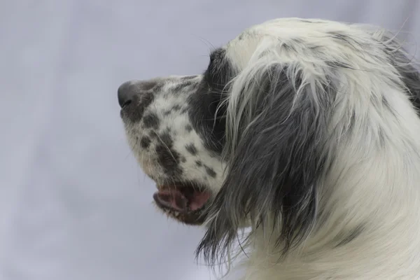 Setter pointer dog — Stock Photo, Image