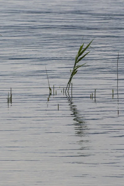 Wildflower on lake — Stock Photo, Image