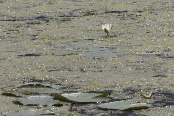 Nénuphar dans le lac — Photo