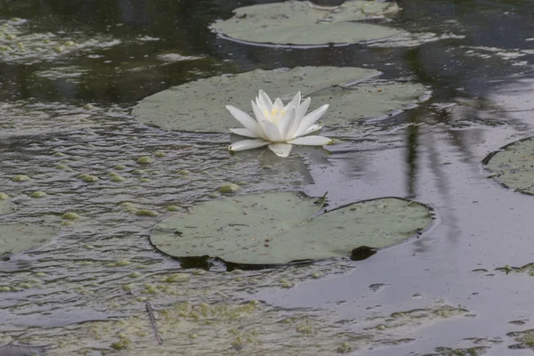 Waterlily no lago — Fotografia de Stock