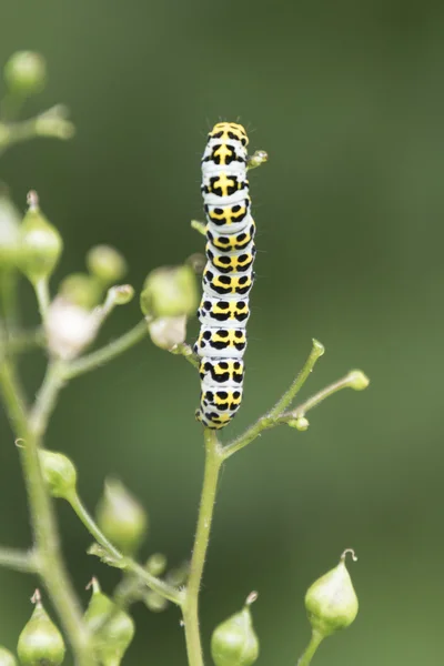 caterpillar on wildflower