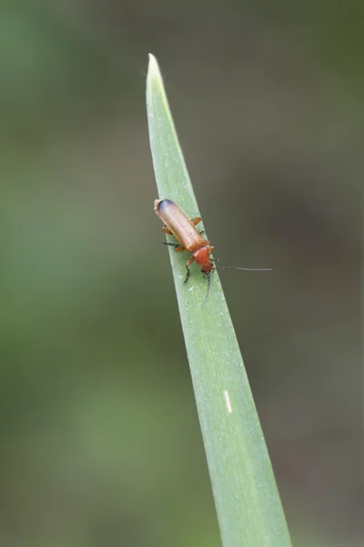 Insect op blad — Stockfoto