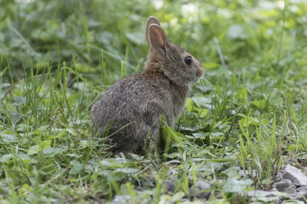 Lapin dans la forêt — Photo