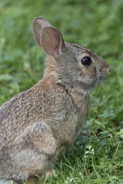 Orman tavşan — Stockfoto