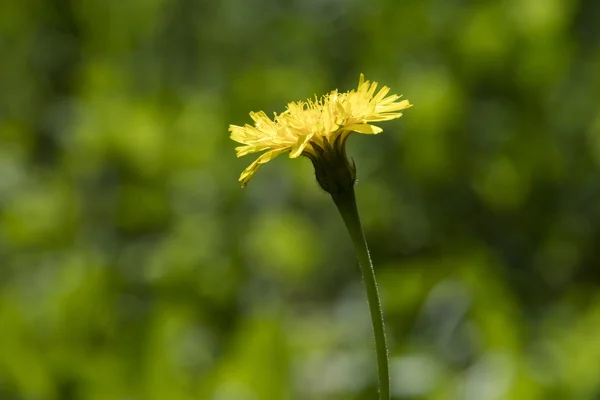 Flor silvestre no prado — Fotografia de Stock