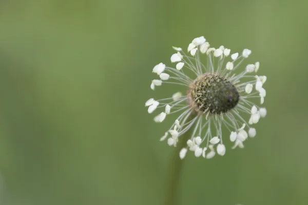 Wildflower in de weide — Stockfoto