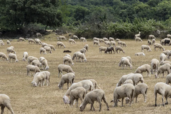 Flock of sheep — Stock Photo, Image