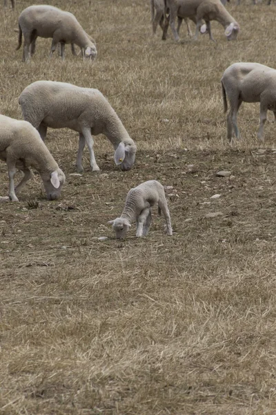 Flock av får — Stockfoto