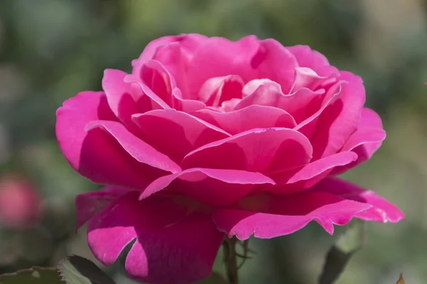 Rosas en el jardín — Foto de Stock