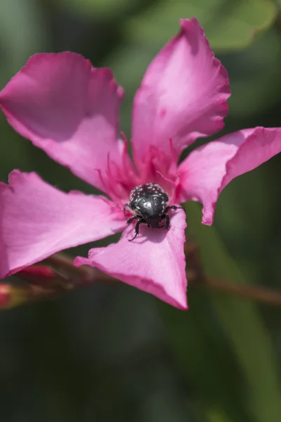 Besouro na flor — Fotografia de Stock