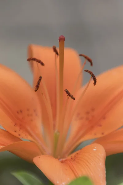 Virágos Iris kardvirág — Stock Fotó