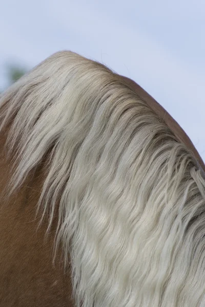 Cheval dans la ferme — Photo