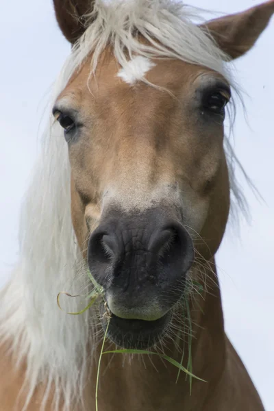 Horse in the farm — Stock Photo, Image