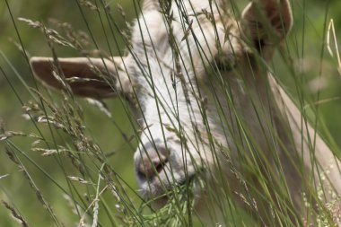 dağlarda otlatma keçi