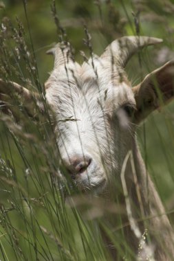 dağlarda otlatma keçi