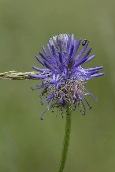 Wildflower i berget — Stockfoto