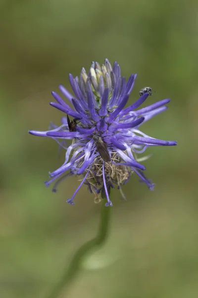 Wildflower i berget — Stockfoto