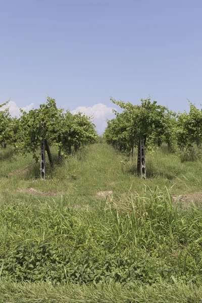 Vineyard in spring — Stock Photo, Image