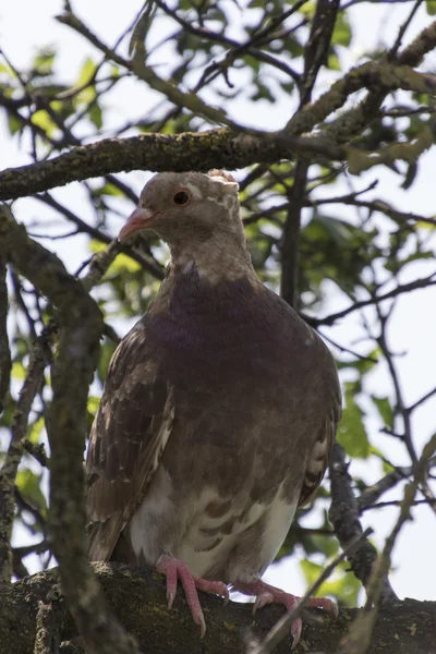 Pigeon sur arbre — Photo