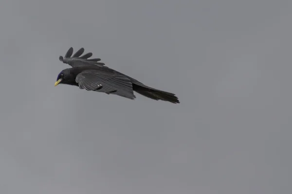 Crow on the mountain — Stock Photo, Image