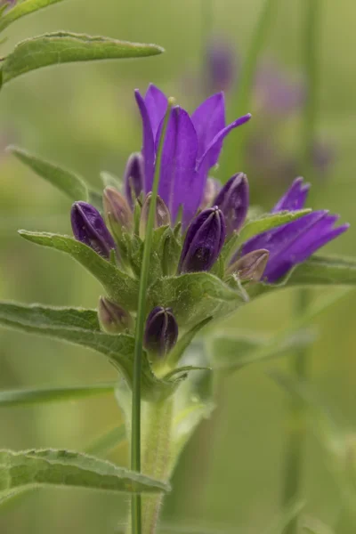 Wildflower w góry — Zdjęcie stockowe
