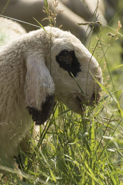 Agneau dans le champ — Photo