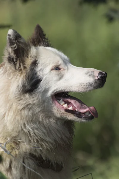 Niedlicher Schäferhund im Berg — Stockfoto