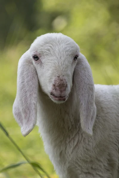 Agnello nel campo — Foto Stock