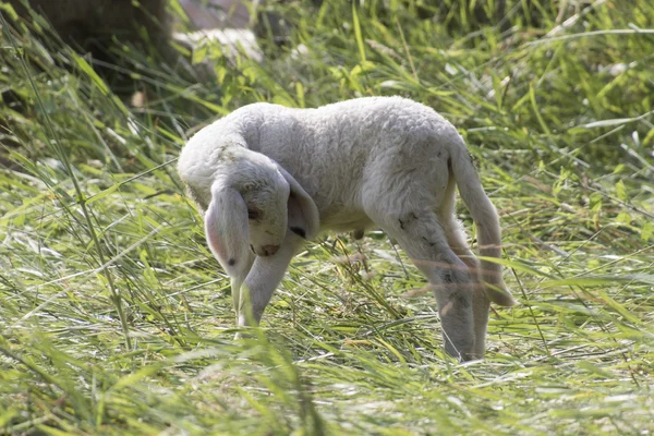 Agneau dans le champ — Photo