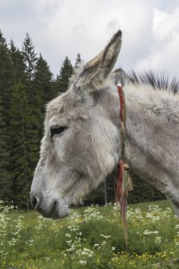 Çiftlikteki eşek.