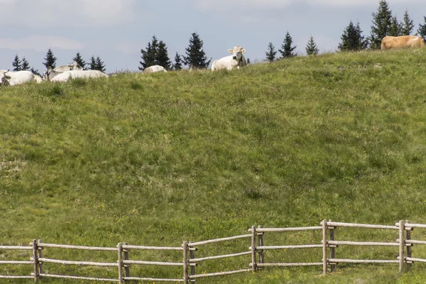 Grazing cows on the mountain — Stock Photo, Image