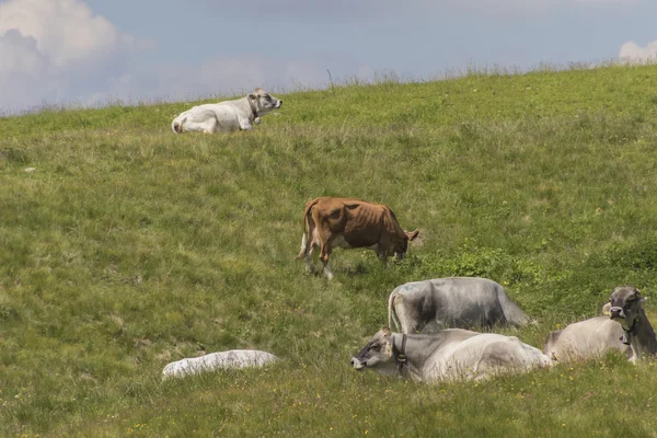 Grazing cows on the mountain — Stock Photo, Image