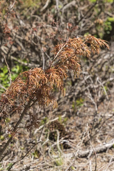 dried plant in the forest