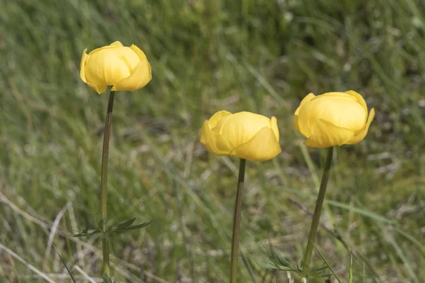 Fleurs sauvages dans la montagne — Photo