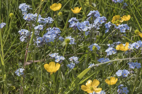 Fiore selvatico in montagna — Foto Stock