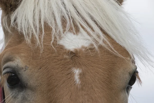 Horse in the farm — Stock Photo, Image