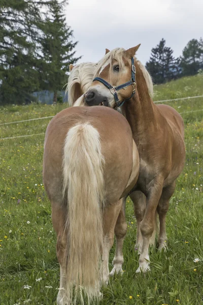 Caballo en la granja — Foto de Stock