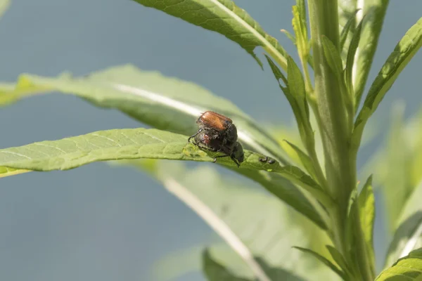 Paar van kevers op blad — Stockfoto