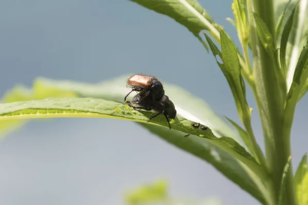 Para chrząszczy na liściu — Zdjęcie stockowe